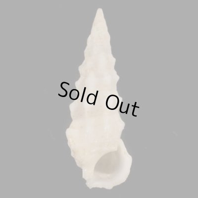 画像1: ヨロイツノブエ