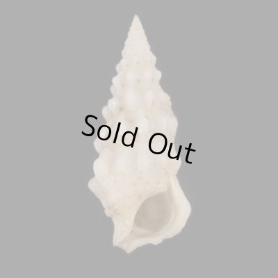 画像1: ヨロイツノブエ