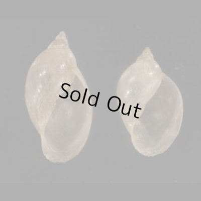 画像1: タイワンモノアラガイ cf.