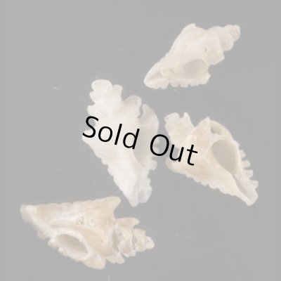 画像1: ベンテンガイ