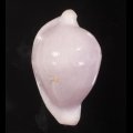 Ovula costellata クチムラサキウミウサギ