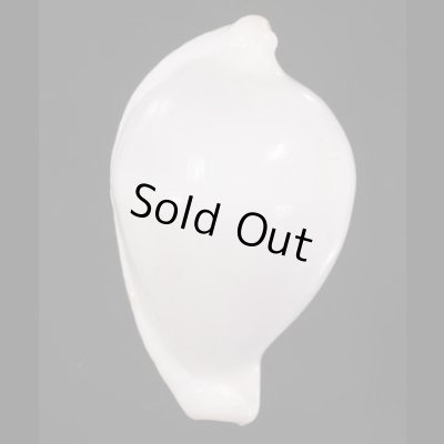 画像1: クチムラサキウミウサギ