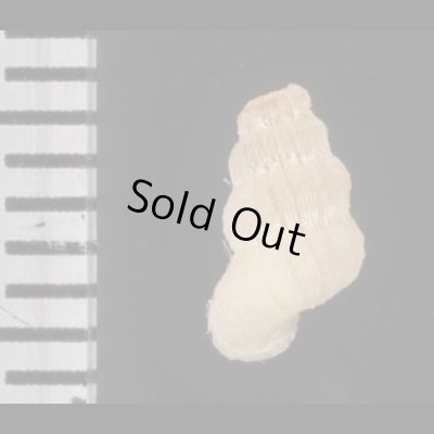 画像2: オクシデンタルクチヒレ (仮称)