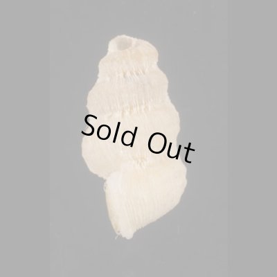 画像3: オクシデンタルクチヒレ (仮称)