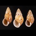 Amphidromus filozonatus オリオンマイマイ