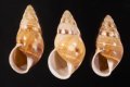 Amphidromus filozonatus オリオンマイマイ