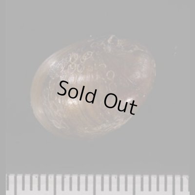 カバクチカノコ 樺口鹿之子 Neritina  pulligerafig.2