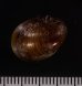 カバクチカノコ 樺口鹿之子 Neritina  pulligerafig.2
