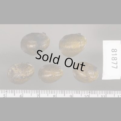 画像2: カバクチカノコ