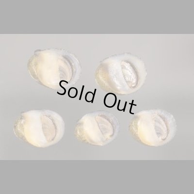 画像1: カバクチカノコ