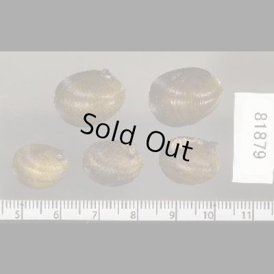 画像2: カバクチカノコ