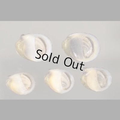 画像1: カバクチカノコ