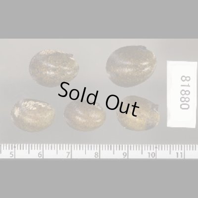 画像2: カバクチカノコ