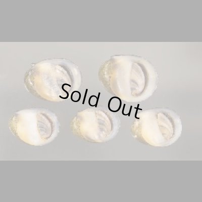 画像1: カバクチカノコ