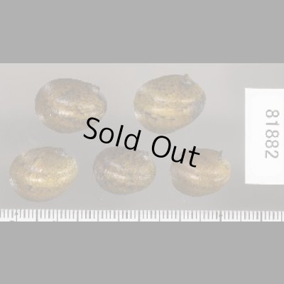 画像2: カバクチカノコ