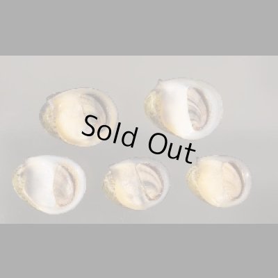 画像1: カバクチカノコ