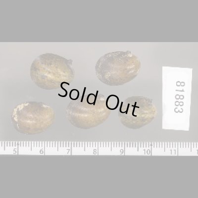 画像2: カバクチカノコ