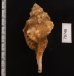 カネツケフジツ Cymatium testudinariumfig.2