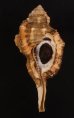 カネツケフジツ Cymatium testudinariumfig.1