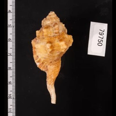 カネツケフジツ Cymatium testudinariumfig.2