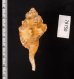 カネツケフジツ Cymatium testudinariumfig.2