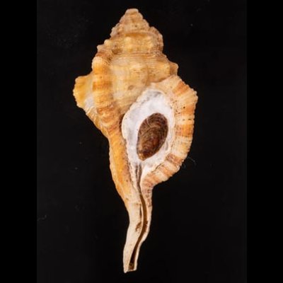 カネツケフジツ Cymatium testudinariumfig.1