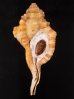 カネツケフジツ Cymatium testudinariumfig.1