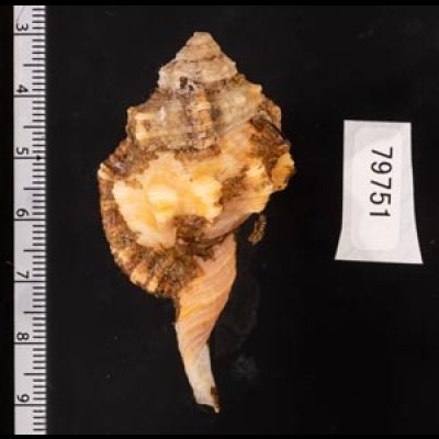 カネツケフジツ Cymatium testudinariumfig.2