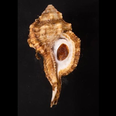 カネツケフジツ Cymatium testudinariumfig.1