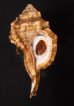 カネツケフジツ Cymatium testudinariumfig.1