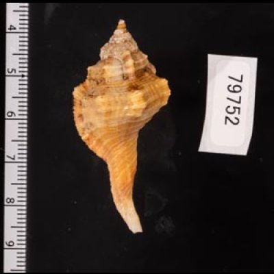 カネツケフジツ Cymatium testudinariumfig.2
