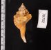 カネツケフジツ Cymatium testudinariumfig.2