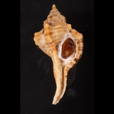 カネツケフジツ Cymatium testudinariumfig.1