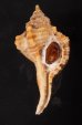 カネツケフジツ Cymatium testudinariumfig.1