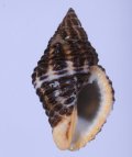 Cantharus fumosus ホラダマシ(Australia)