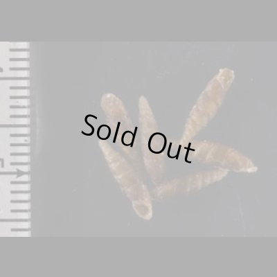 画像2: ヤエヤマノミギセル