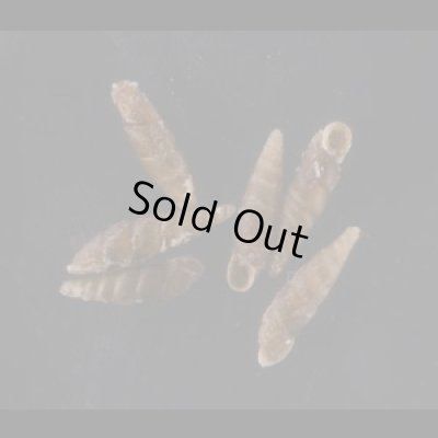 画像1: ヤエヤマノミギセル