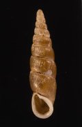 Euphaedusa subaculus キュウシュウナミコギセル