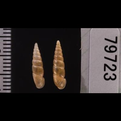 キュウシュウナミコギセル Euphaedusa subaculusfig.2
