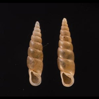 キュウシュウナミコギセル Euphaedusa subaculusfig.1