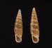 キュウシュウナミコギセル Euphaedusa subaculusfig.1