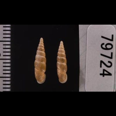 キュウシュウナミコギセル Euphaedusa subaculusfig.2