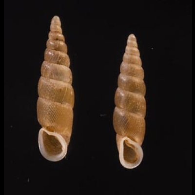 キュウシュウナミコギセル Euphaedusa subaculusfig.1