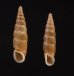 キュウシュウナミコギセル Euphaedusa subaculusfig.1