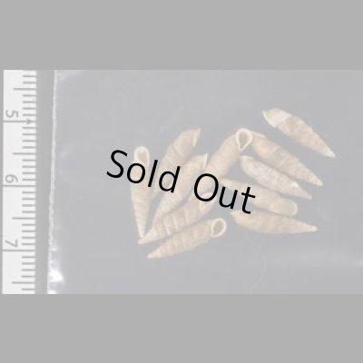 画像2: キュウシュウナミコギセル  SALE!