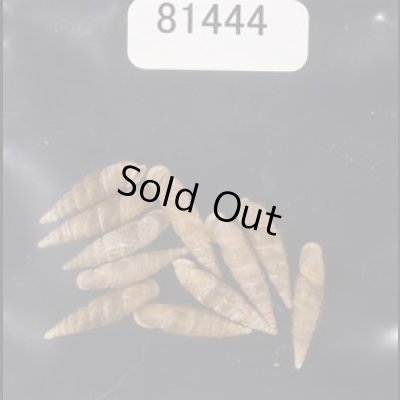 画像1: キュウシュウナミコギセル  SALE!