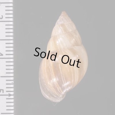 エクアドルトウガタマイマイ Bulimulus quitensisfig.2