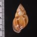 エクアドルトウガタマイマイ Bulimulus quitensisfig.2