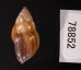 エクアドルトウガタマイマイ Bulimulus quitensisfig.3