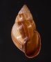 エクアドルトウガタマイマイ Bulimulus quitensisfig.1